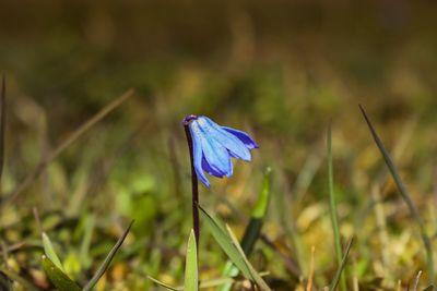 Close-up of blue flower on field