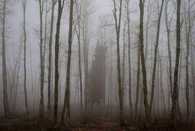 Trees in forest