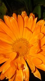 Close-up of orange flower