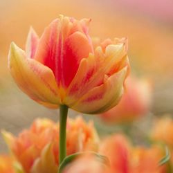 Close-up of pink flower