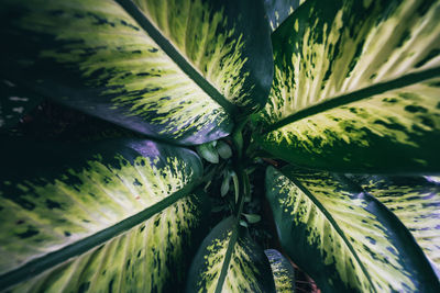 Full frame shot of fresh green leaves