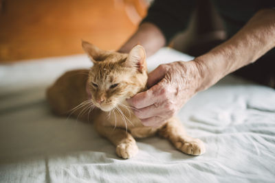 Senior woman's hands stroking tabby cat lying on bed