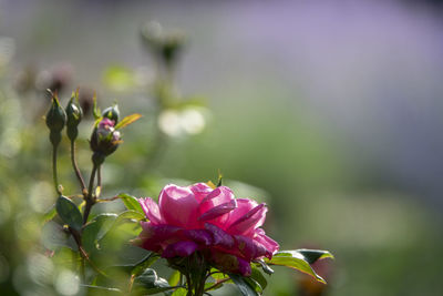 Close-up of pink flowering plant
