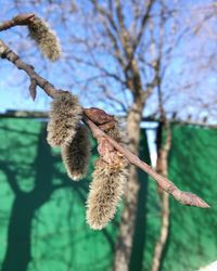 Low angle view of insect on tree against sky