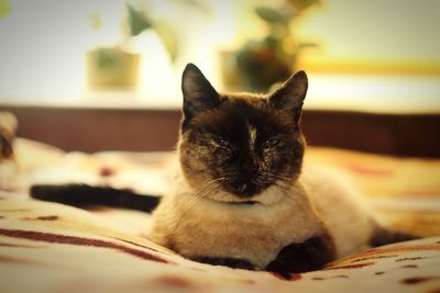 Close-up of cat at home