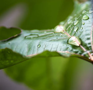 Close-up of water drops on leaf