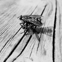 Close-up of housefly on wood