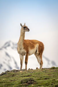 Deer standing on mountain