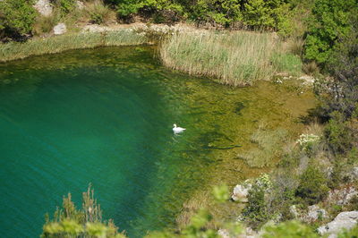 High angle view of a swan in water