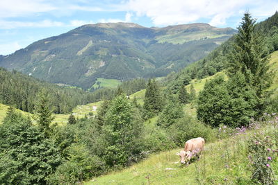 View of a sheep on landscape