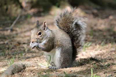 Close-up of squirrel eating on land