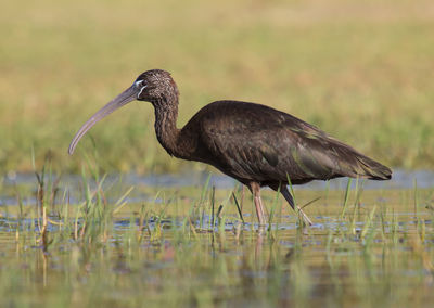 View of bird on water