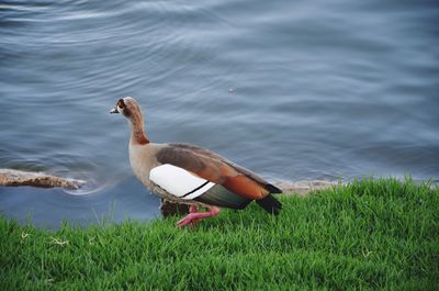 Bird on a lake