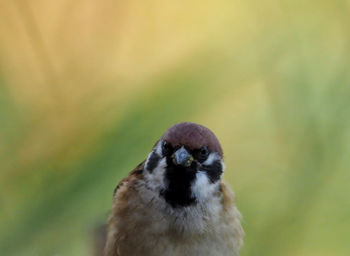 Close-up of bird