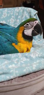 Close-up of a bird