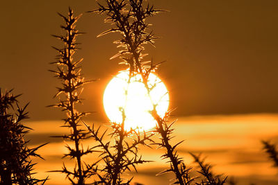 Close-up of silhouette plants against sky during sunset