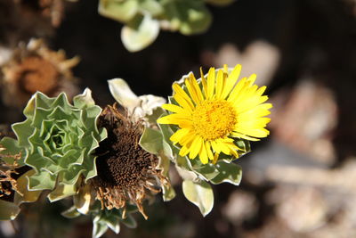 Close-up of yellow flowers blooming outdoors