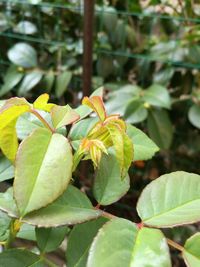 Close-up of leaves on plant