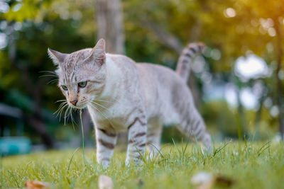 Surface level view of cat on grassy field