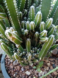 High angle view of succulent plant