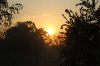 Silhouette trees against sky during sunset