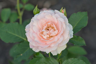 Close-up of pink rose