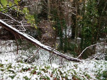 Close-up of trees in forest during winter