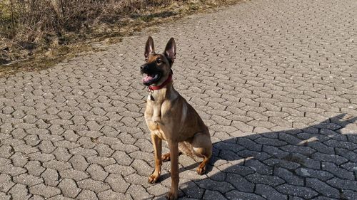 Germania shepard sitting  on street