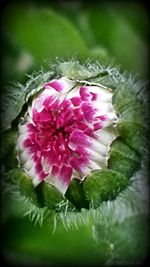 Close-up of pink flowers