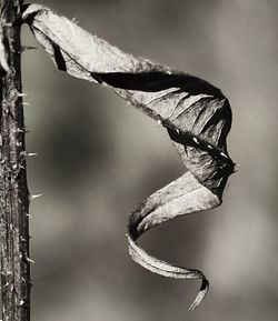 Close-up of dry leaves