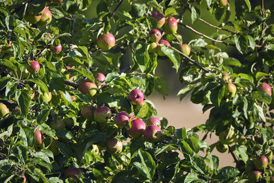Close-up of berries growing on tree