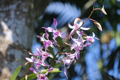 Close-up of pink flowering plant