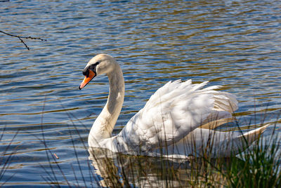 Swan swimming in lake