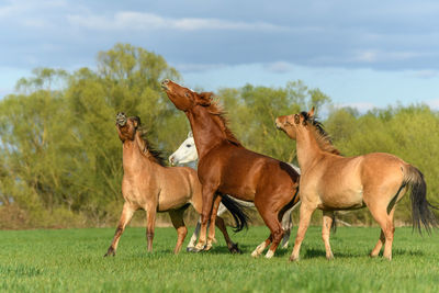 Horses in a field