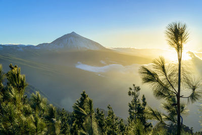 Panoramic view of palm trees on mountain