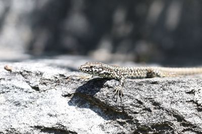 Close-up of lizard on rock