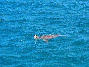 High angle view of whale swimming in sea