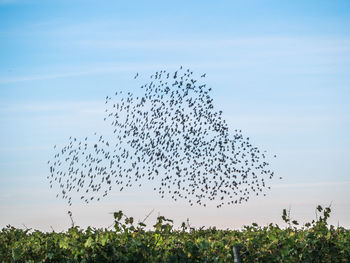 Flock of birds flying in the sky