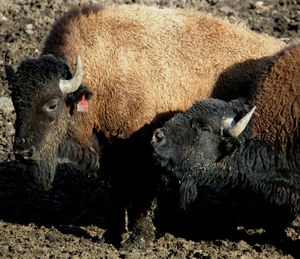 Sheep in a field