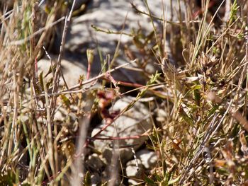 Close-up of grass