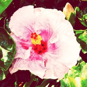 Close-up of flowers