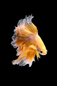 Close-up of fish swimming in sea