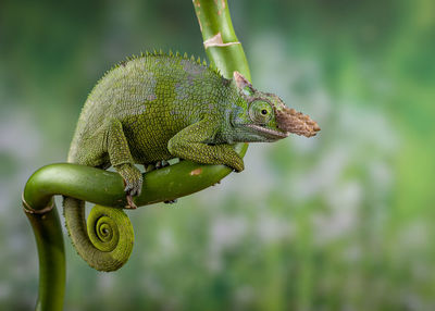 Close-up of a reptile against blurred background