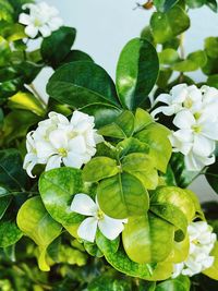 plant