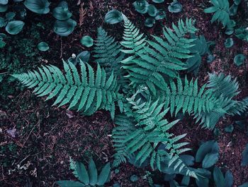 High angle view of fern on field