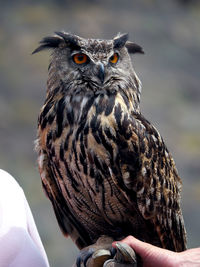 Close-up of owl perching on hand