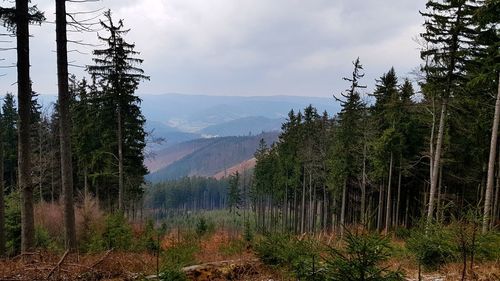 Scenic view of trees and mountains against sky