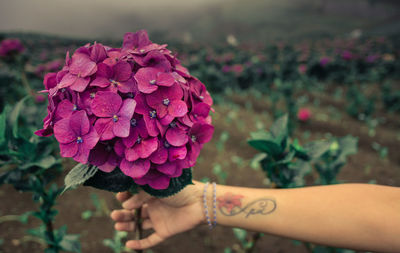 Close-up of hand holding purple flowers