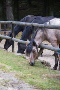 Horses in a field