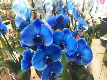 Close-up of blue flowers blooming outdoors